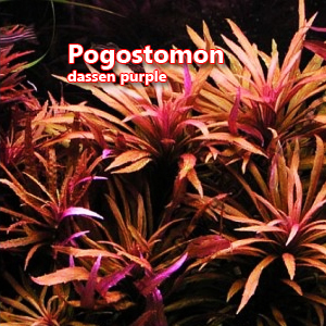 Pogostomon dassen purple